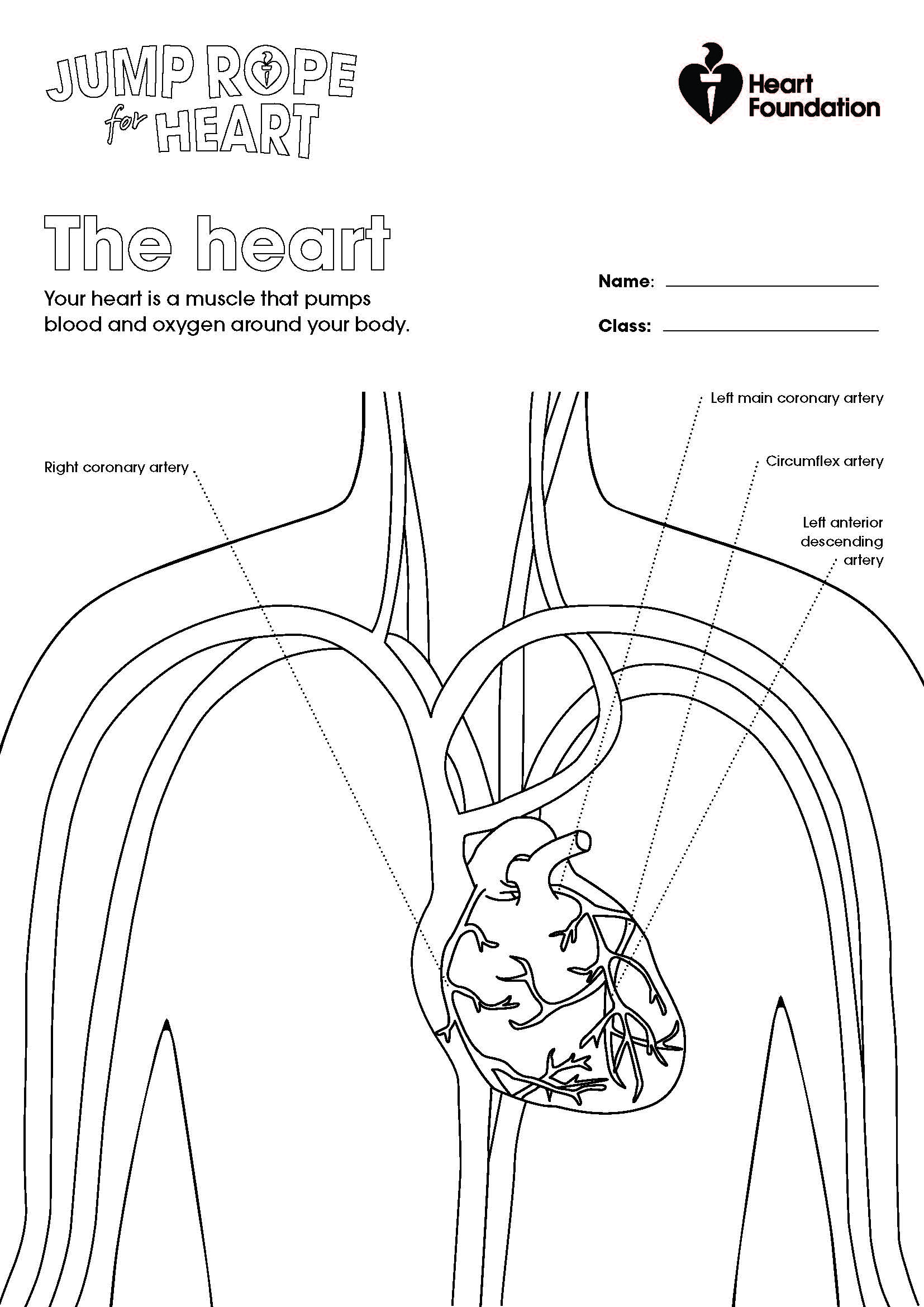 Color in sheet - Anatomical Heart